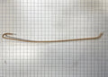 Frigidaire Refrigerator Water Hose 242220129