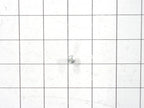 Frigidaire Refrigerator Screw 215503203